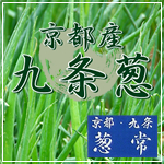 京野菜　京都九条葱